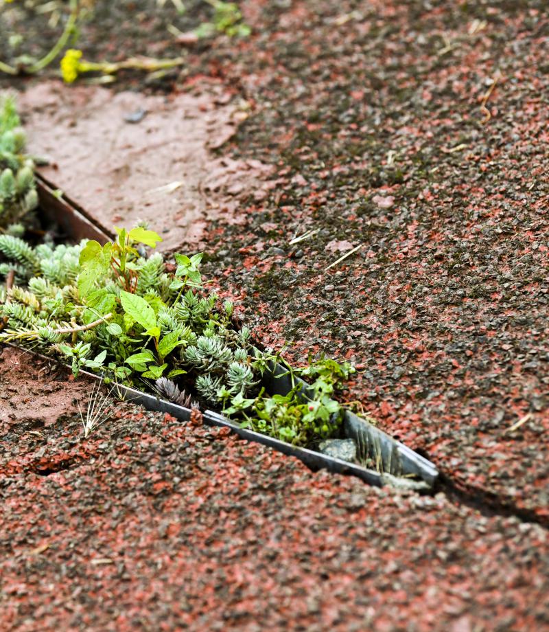 Photo zoomé d'un bout de verdure sur un terrain de tennis